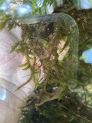 Fontinalis dalecarlica