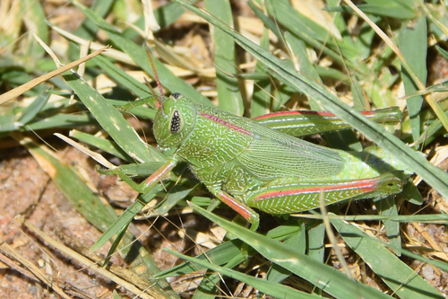 Showy Grasshopper