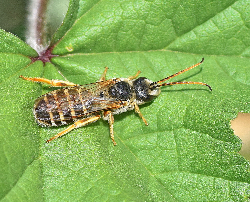 Giant Furrow Bee