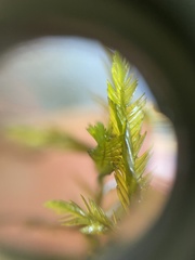 Fontinalis dalecarlica