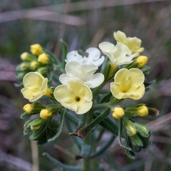 Lithospermum cobrense