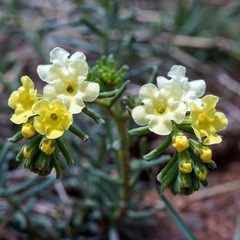 Lithospermum cobrense