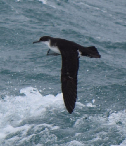 Manx Shearwater