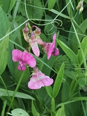 Lathyrus sylvestris