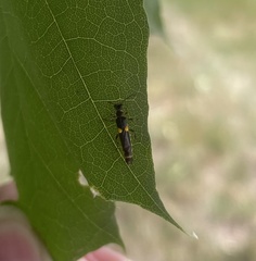 Trypherus frisoni