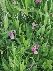 Lathyrus sylvestris