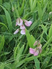 Lathyrus sylvestris