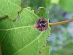 Harmandiola tremulae