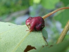 Harmandiola tremulae