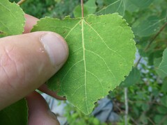 Harmandiola tremulae