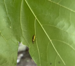 Trypherus frisoni