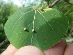 Harmandiola tremulae