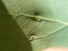 Harmandiola tremulae