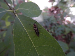 Megapenthes limbalis