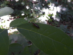 Megapenthes limbalis