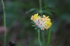 Anthyllis vulneraria vulneraria