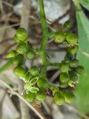 Parthenocissus quinquefolia