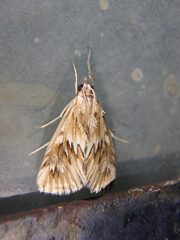 Cynaeda dentalis