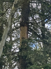 Erethizontidae