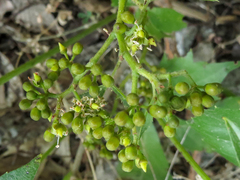 Parthenocissus quinquefolia