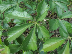 Parthenocissus quinquefolia