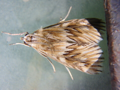 Cynaeda dentalis