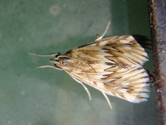 Cynaeda dentalis