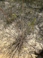 Andropogon capillipes