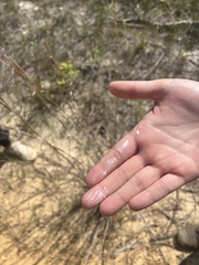 Andropogon capillipes