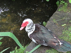 Cairina moschata domestica