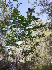 Crataegus flabellata