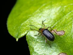 Eugnamptus angustatus