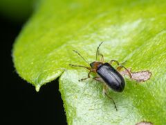 Eugnamptus angustatus