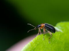 Eugnamptus angustatus