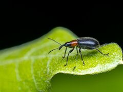 Eugnamptus angustatus