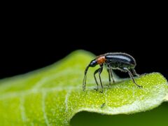 Eugnamptus angustatus