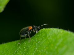 Eugnamptus angustatus