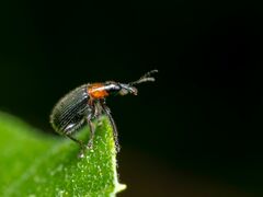 Eugnamptus angustatus