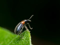 Eugnamptus angustatus