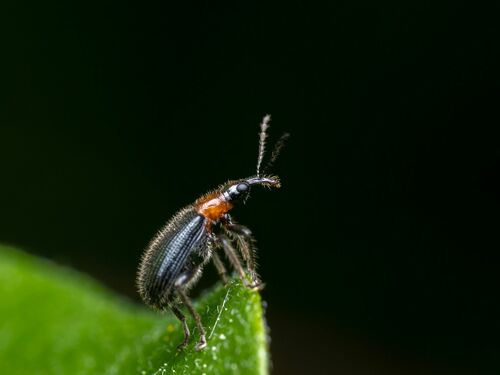 Eugnamptus angustatus photo 4