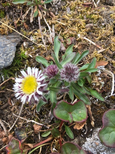 Subspecies Erigeron uniflorus uniflorus · iNaturalist