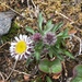 Erigeron uniflorus uniflorus - Photo (c) Keith W. Larson, some rights reserved (CC BY-NC), uploaded by Keith W. Larson