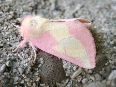 Hyparpax aurora