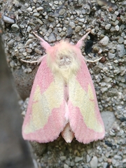 Hyparpax aurora
