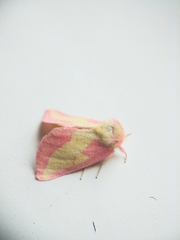 Hyparpax aurora