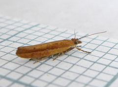 Ypsolopha ustella