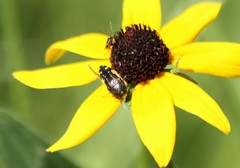 Acmaeodera pulchella