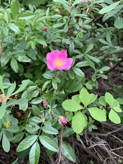 Rosa nitida