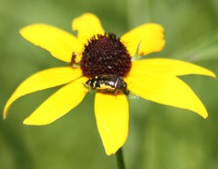 Acmaeodera pulchella