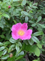 Rosa nitida